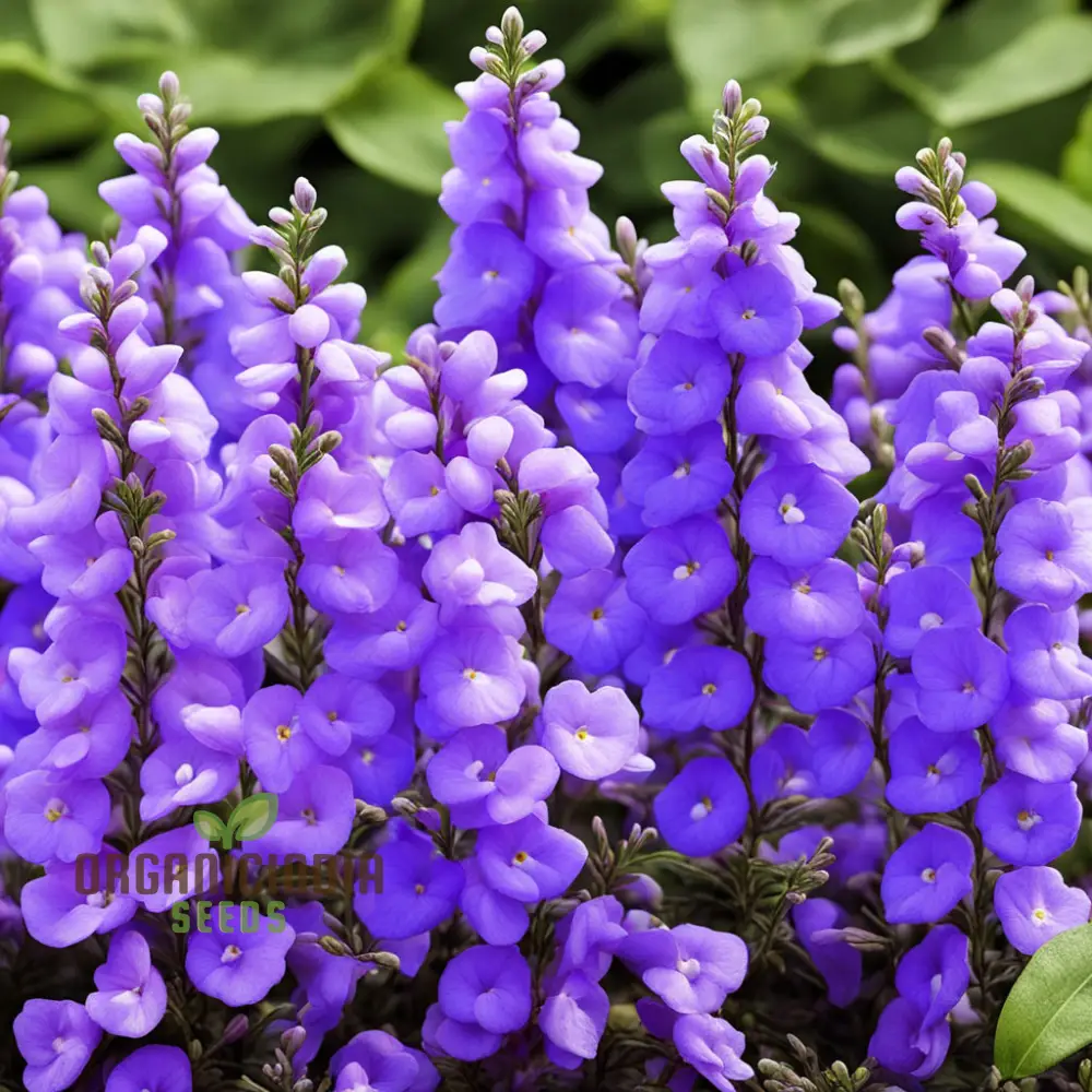 Angelonia Flower Garden Seeds – Vibrant, Easy-to-Grow Summer Snapdragon Blooms for Home Gardens, Pots, Pathways & Landscape Borders - Image 4