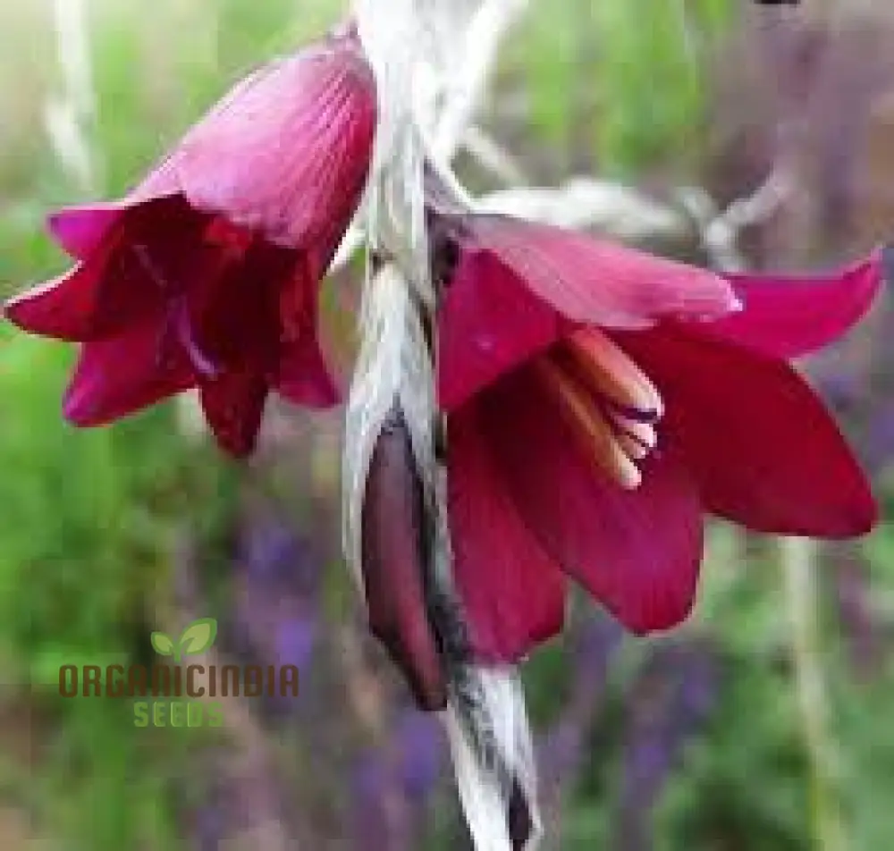 Angel’s Fishing Rods Seeds (Dierama Seeds) - Graceful Arching Blooms for Gardens