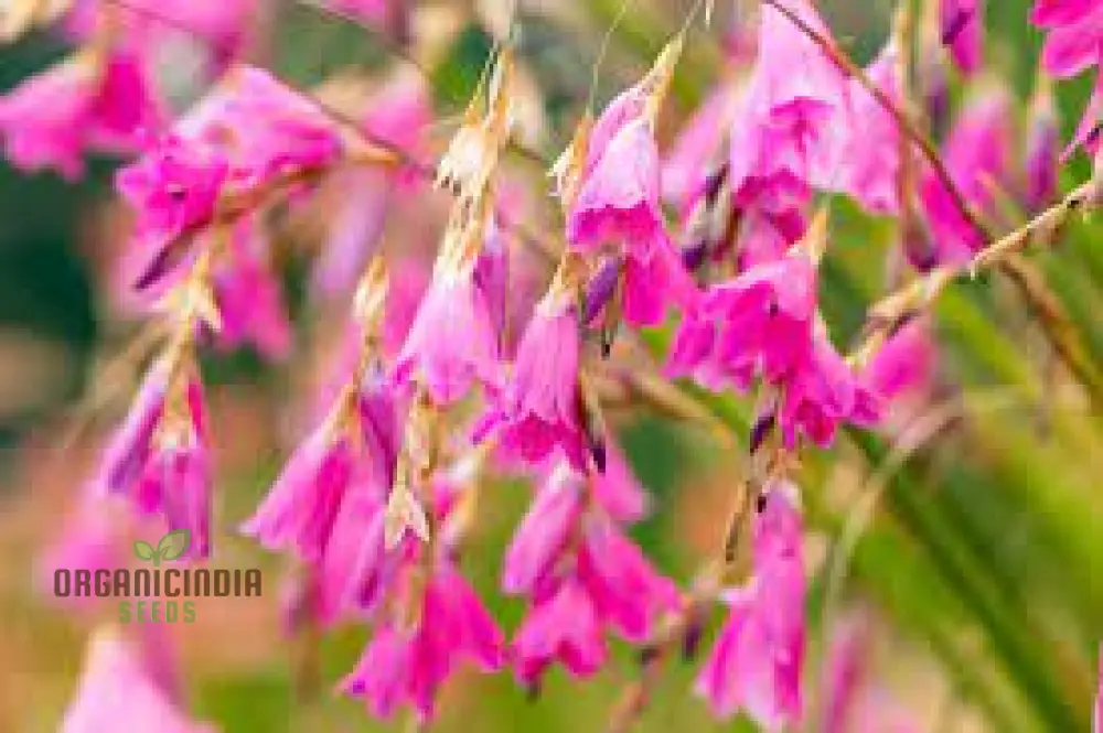 Angel’s Fishing Rods Seeds (Dierama Seeds) - Graceful Arching Blooms for Gardens - Image 4