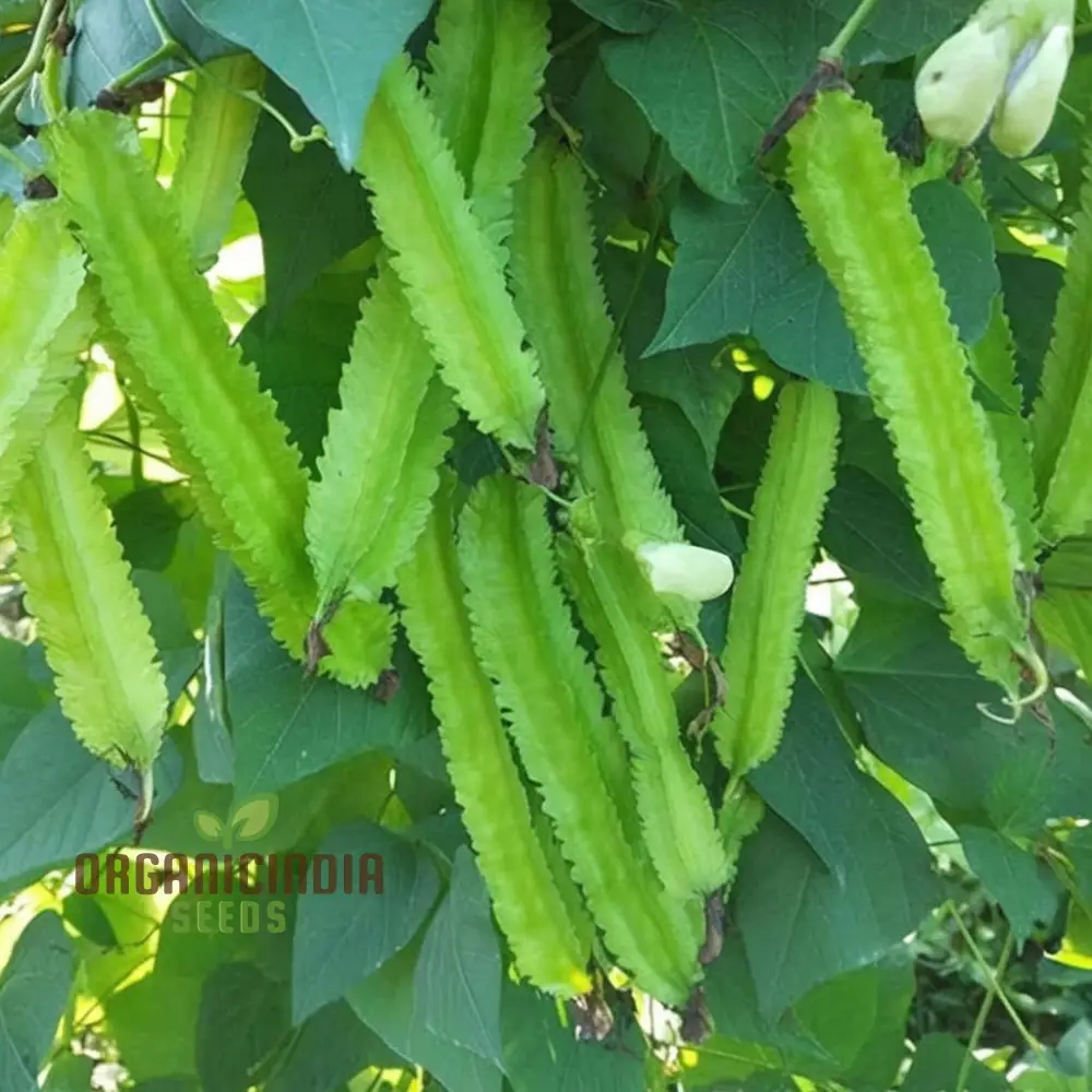 Winged Bean Vegetable Seeds, Grow Delicious and Nutritious Beans in Your Garden Seeds For Planting