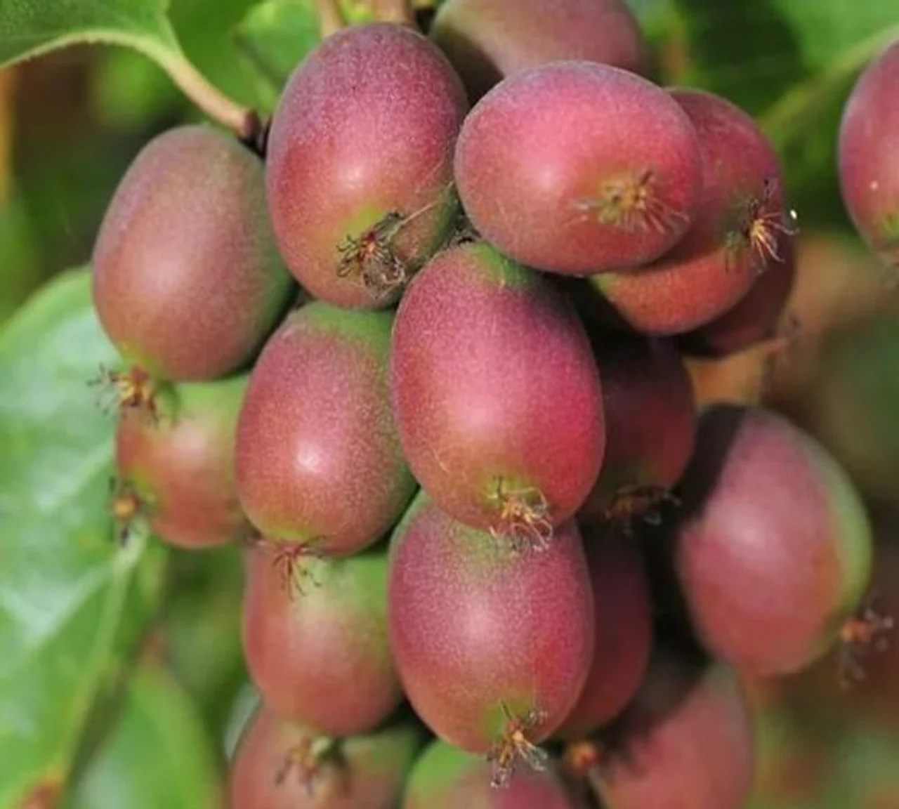 Anna (Ananasnaya) Kiwi Seeds for Planting – Grow Sweet & Self-Pollinating Kiwi Fruits - Image 3