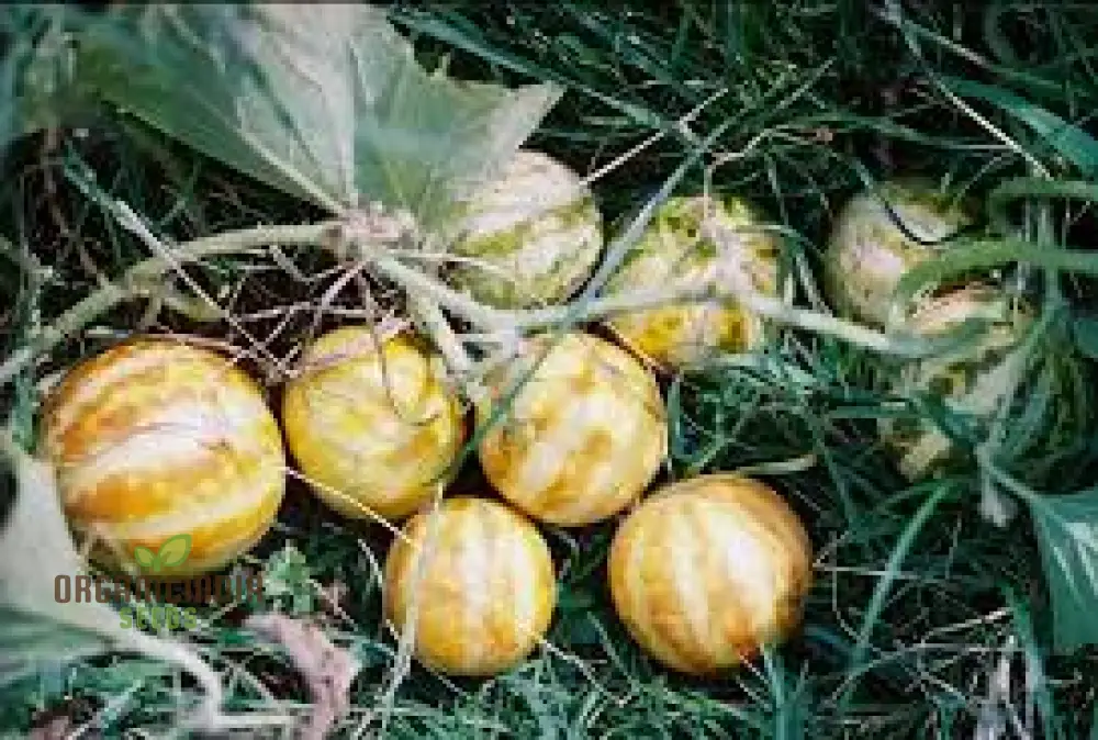 Anne's Pocket Melon Seeds For Planting - Prescott Fond Blanc: Exquisite Gardening Delights Await You! - Image 3