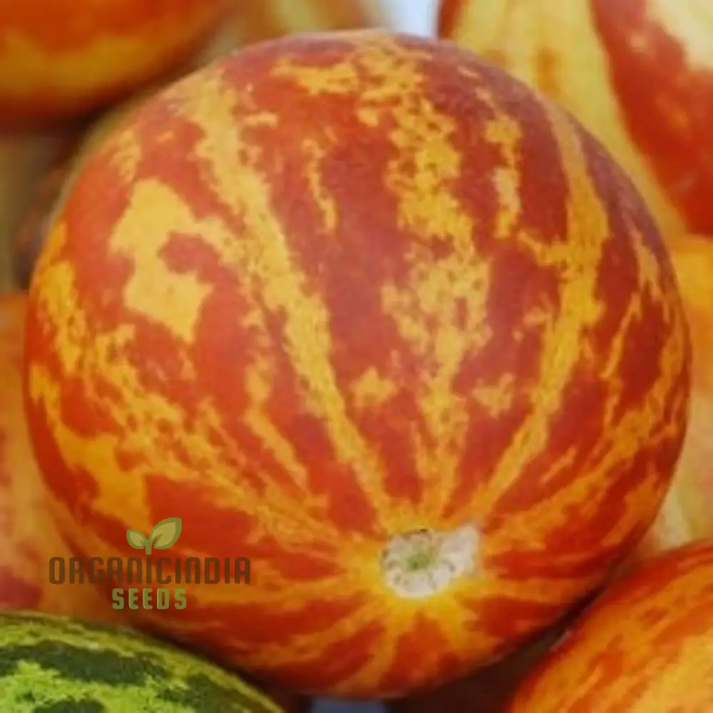 Anne's Pocket Melon Seeds For Planting - Prescott Fond Blanc: Exquisite Gardening Delights Await You! - Image 4
