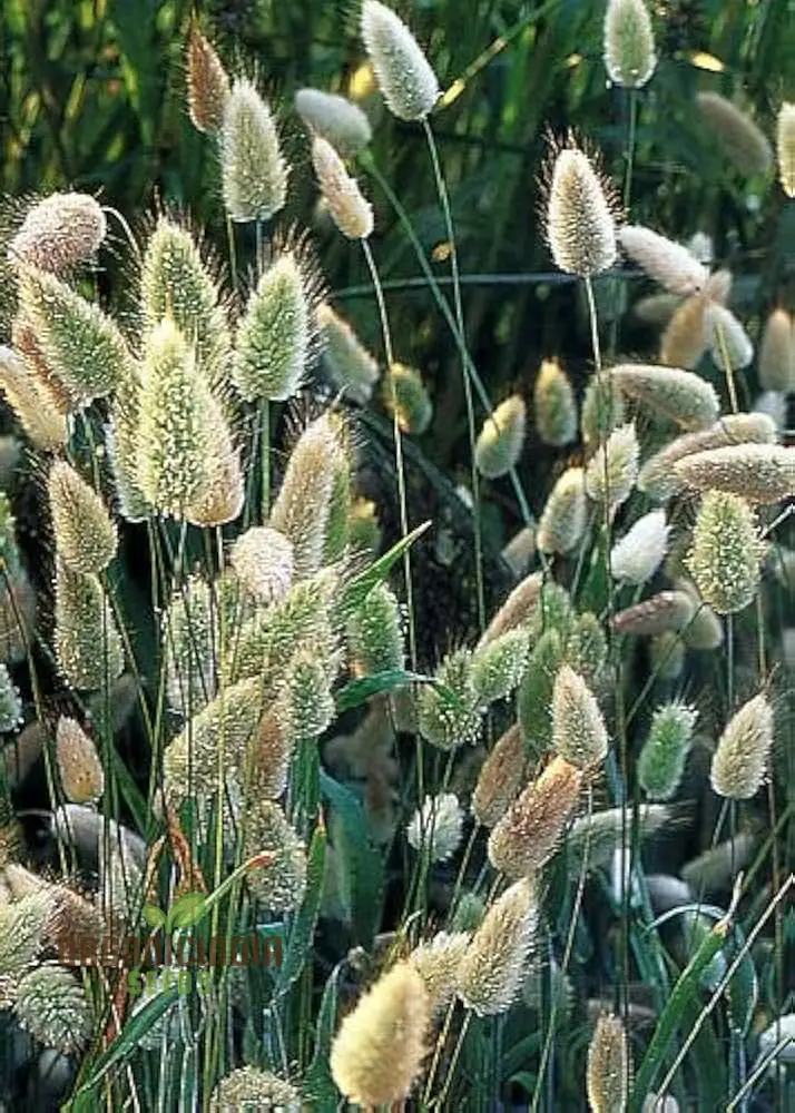 Annual Ornamental Grass Mix Seeds – Easy-to-Grow Vibrant Garden Grasses for Landscaping & Borders - Image 3