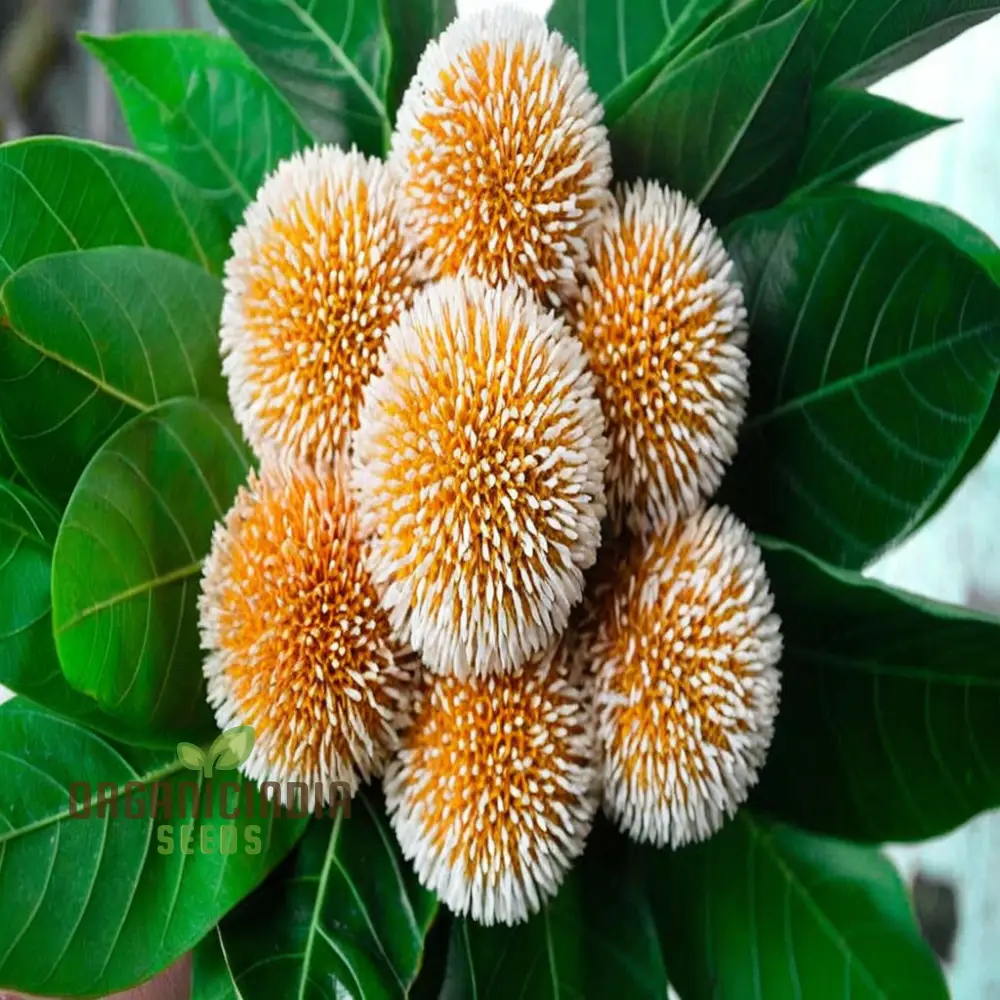 Anthocephalus Cadamba Seeds, Enhance Your Garden with Expert Planting and Gardening Tips for Abundant Fruits and Lush Greenery