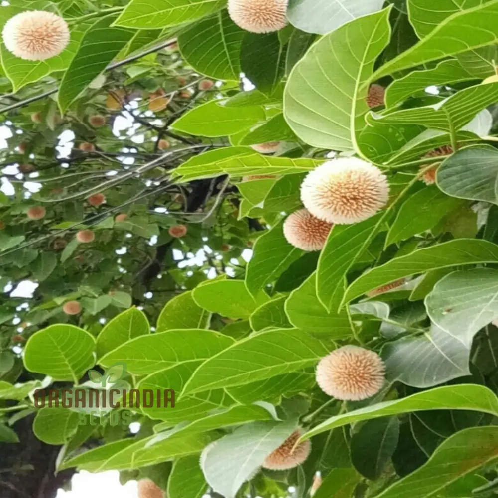 Anthocephalus Cadamba Seeds, Enhance Your Garden with Expert Planting and Gardening Tips for Abundant Fruits and Lush Greenery - Image 3