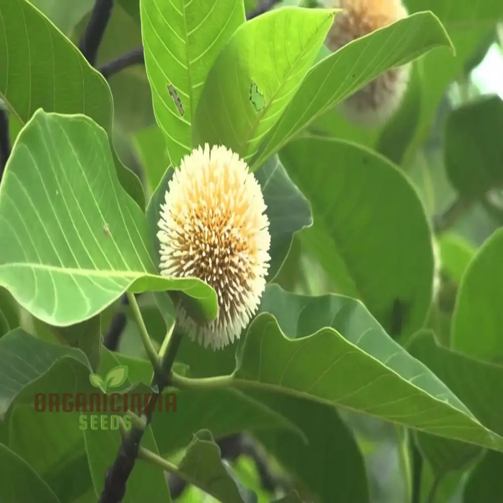 Anthocephalus Cadamba Seeds, Enhance Your Garden with Expert Planting and Gardening Tips for Abundant Fruits and Lush Greenery - Image 4