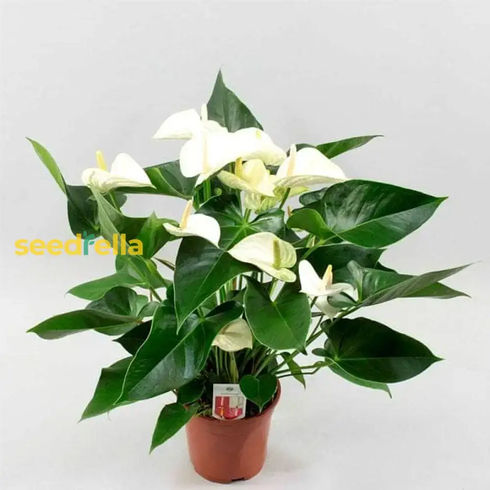 Anthurium Andraeanum White Seeds – Premium Indoor & Garden Planting Variety
