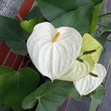 Anthurium Andraeanum White Seeds – Premium Indoor & Garden Planting Variety - Image 3