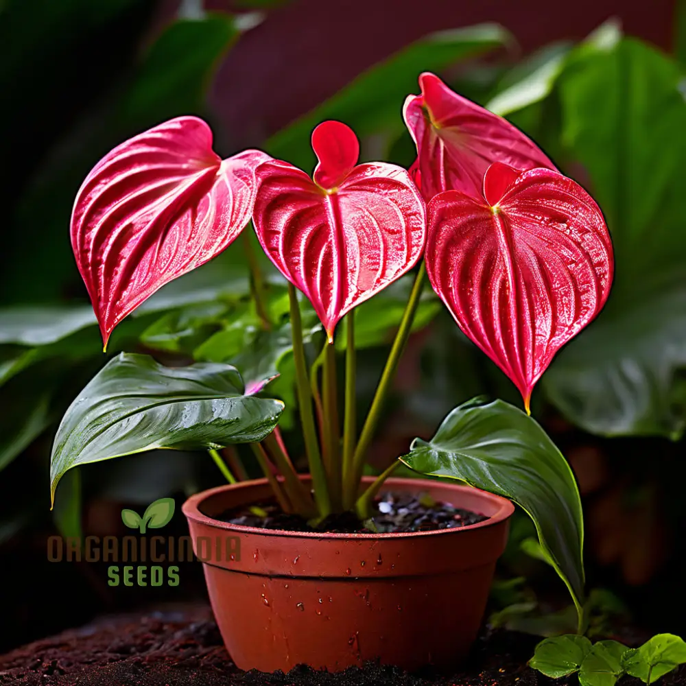 Anthurium Andreanna Flower Seeds, Mixed Fresh Varieties for Planting and Gardening - Cultivate Stunning Anthurium Blooms in Your Garden