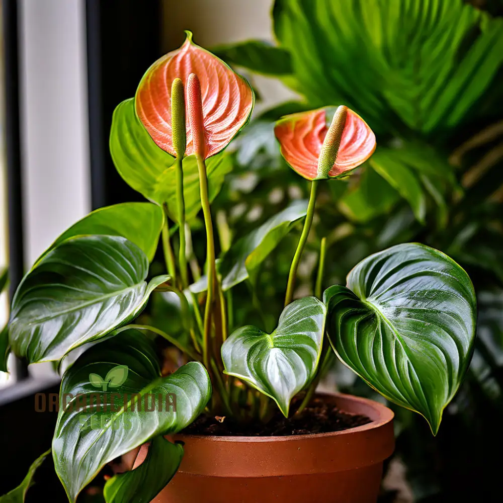 Anthurium Andreanna Flower Seeds, Mixed Fresh Varieties for Planting and Gardening - Cultivate Stunning Anthurium Blooms in Your Garden - Image 3