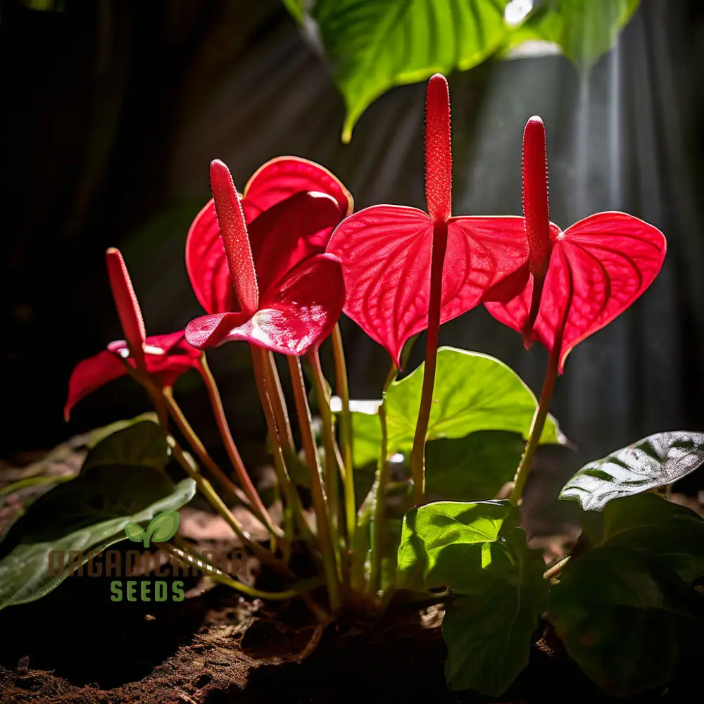 Anthurium Andreanna Flower Seeds, Mixed Fresh Varieties for Planting and Gardening - Cultivate Stunning Anthurium Blooms in Your Garden - Image 4