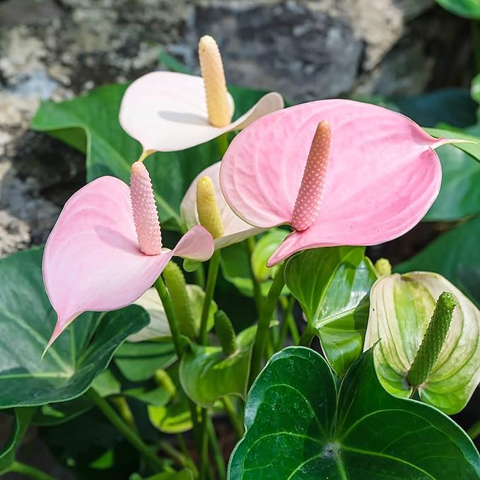 Anthurium Seeds (Flamingo Flower Seeds) - Evergreen Perennial for Indoor and Outdoor Containers - Image 3