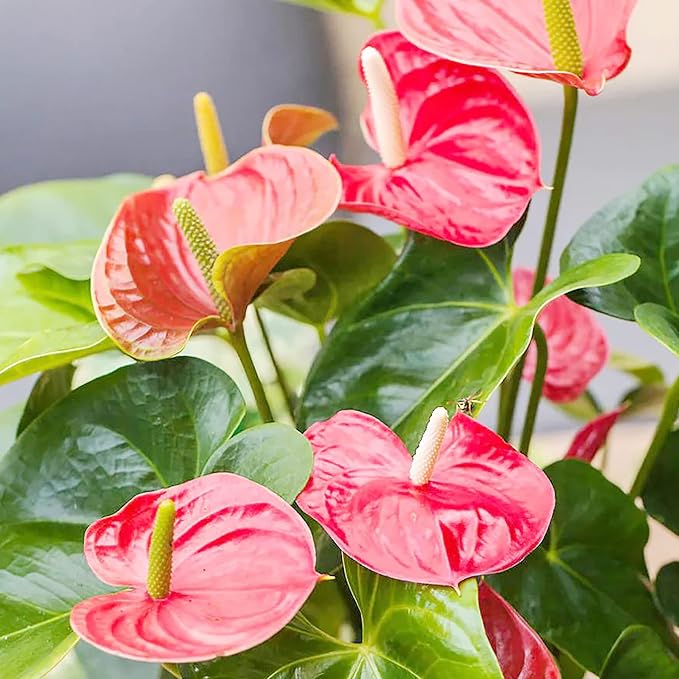 Anthurium Seeds (Flamingo Flower Seeds) - Evergreen Perennial for Indoor and Outdoor Containers - Image 4