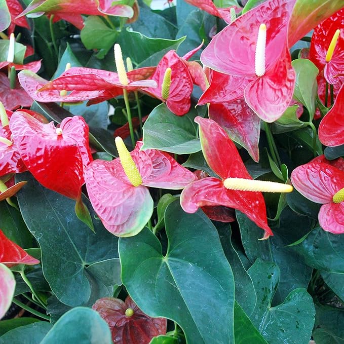 Anthurium Seeds (Flamingo Flower Seeds) - Evergreen Perennial for Indoor and Outdoor Containers - Image 6