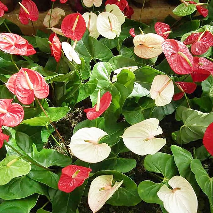 Anthurium Seeds (Flamingo Flower Seeds) - Evergreen Perennial for Indoor and Outdoor Containers - Image 7