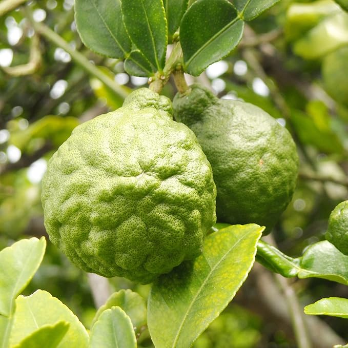 Bergamot Orange Seeds - Citrus Bergamia, Perennial Evergreen Edible And Ornamental Bonsai Outdoor Patio Fruit Tree Seeds - Image 3