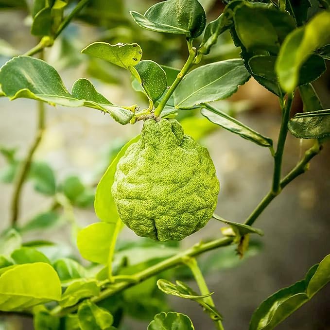 Bergamot Orange Seeds - Citrus Bergamia, Perennial Evergreen Edible And Ornamental Bonsai Outdoor Patio Fruit Tree Seeds - Image 4