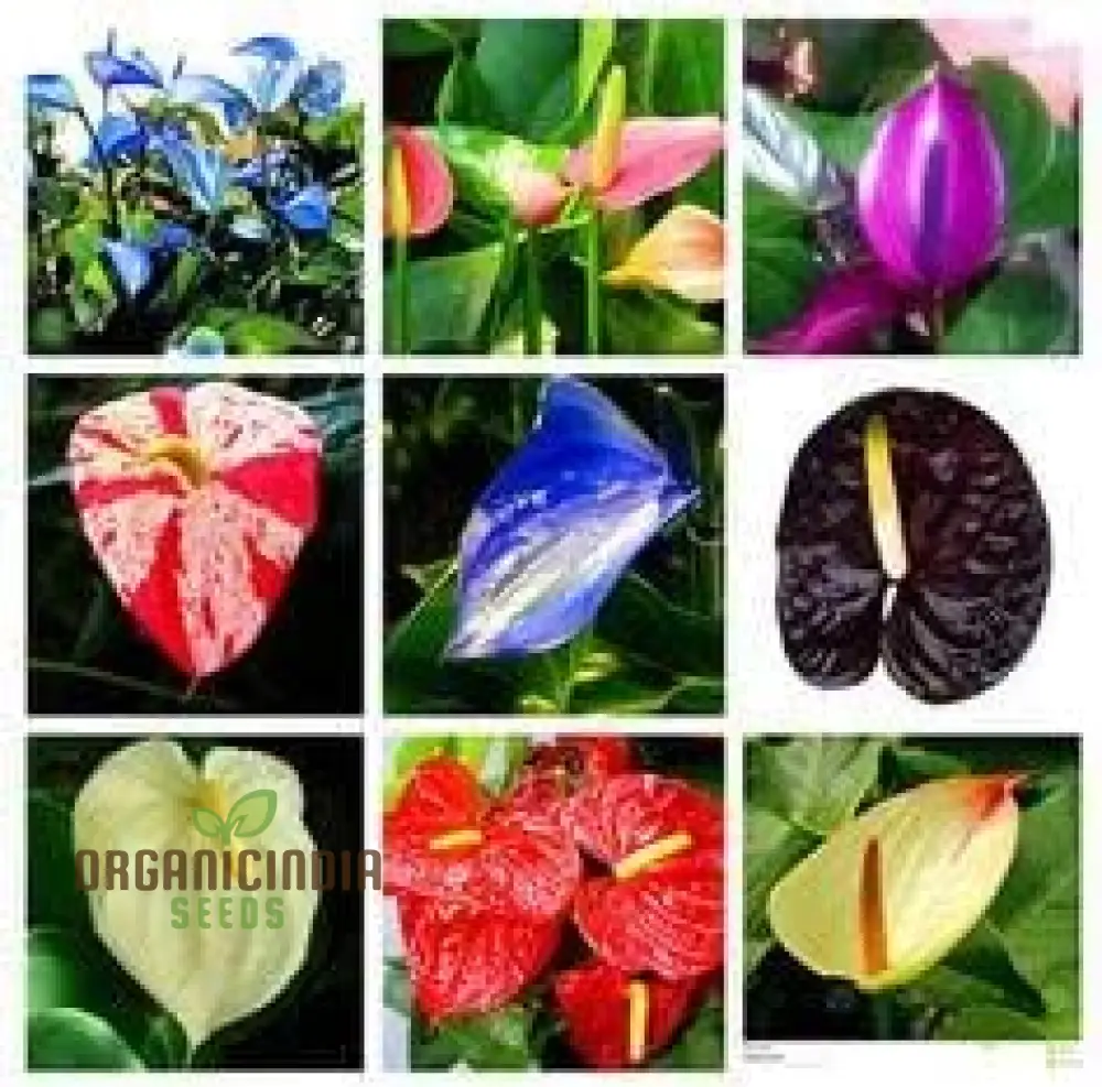 Anthurium Plant Seeds, Multi-Colored Anthurium Seeds, Anthurium Seedlings for Sale, Tropical Plant Seeds