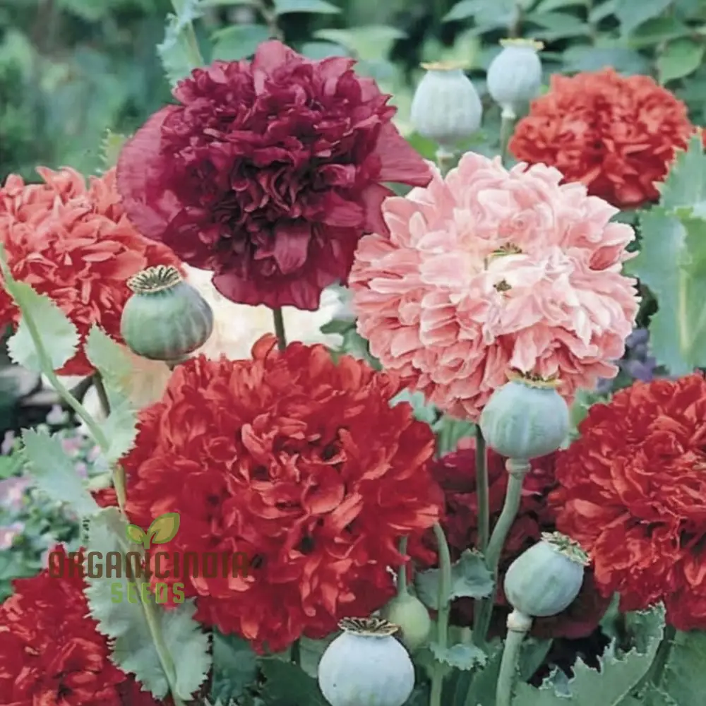 Antique Shades Mix Poppy (Paeoniflorin) Seeds - Vintage Blooms for Elegant Garden Displays