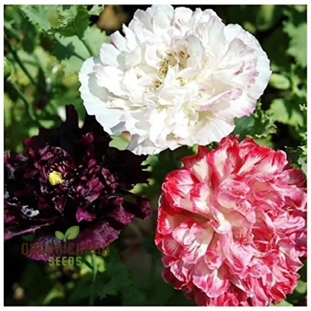Antique Shades Mix Poppy (Paeoniflorin) Seeds - Vintage Blooms for Elegant Garden Displays - Image 3