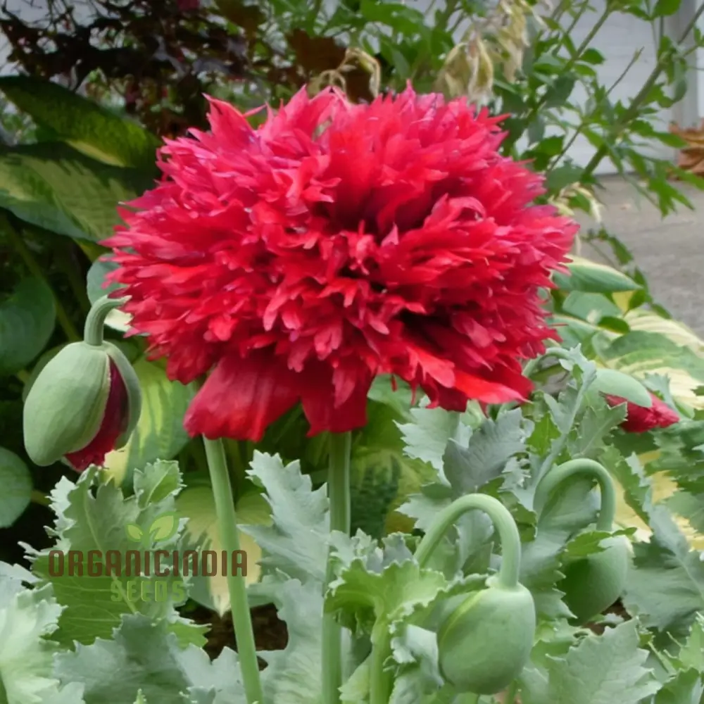 Antique Shades Mix Poppy (Paeoniflorin) Seeds - Vintage Blooms for Elegant Garden Displays - Image 4