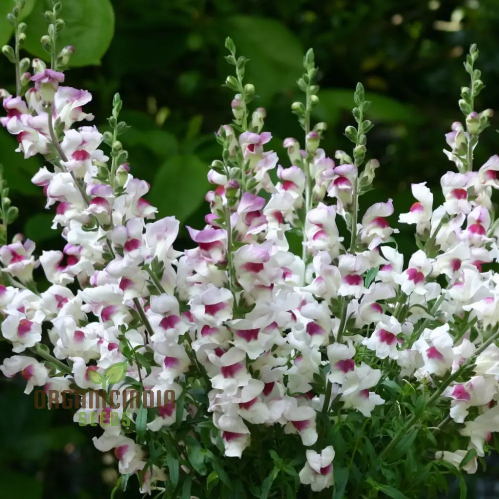 Antirrhinum Lucky Lips Seeds for Planting Elevate Your Gardening