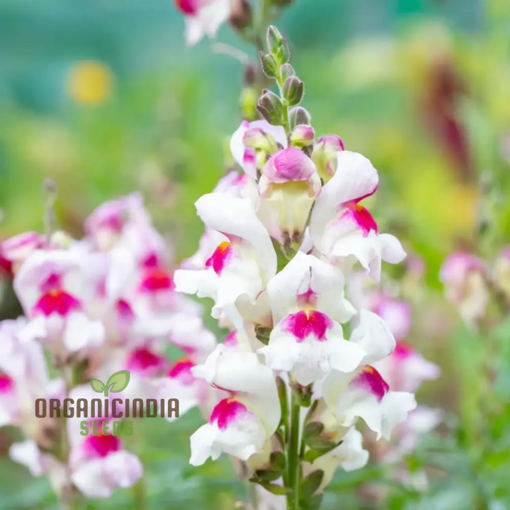 Antirrhinum Lucky Lips Seeds for Planting Elevate Your Gardening - Image 4