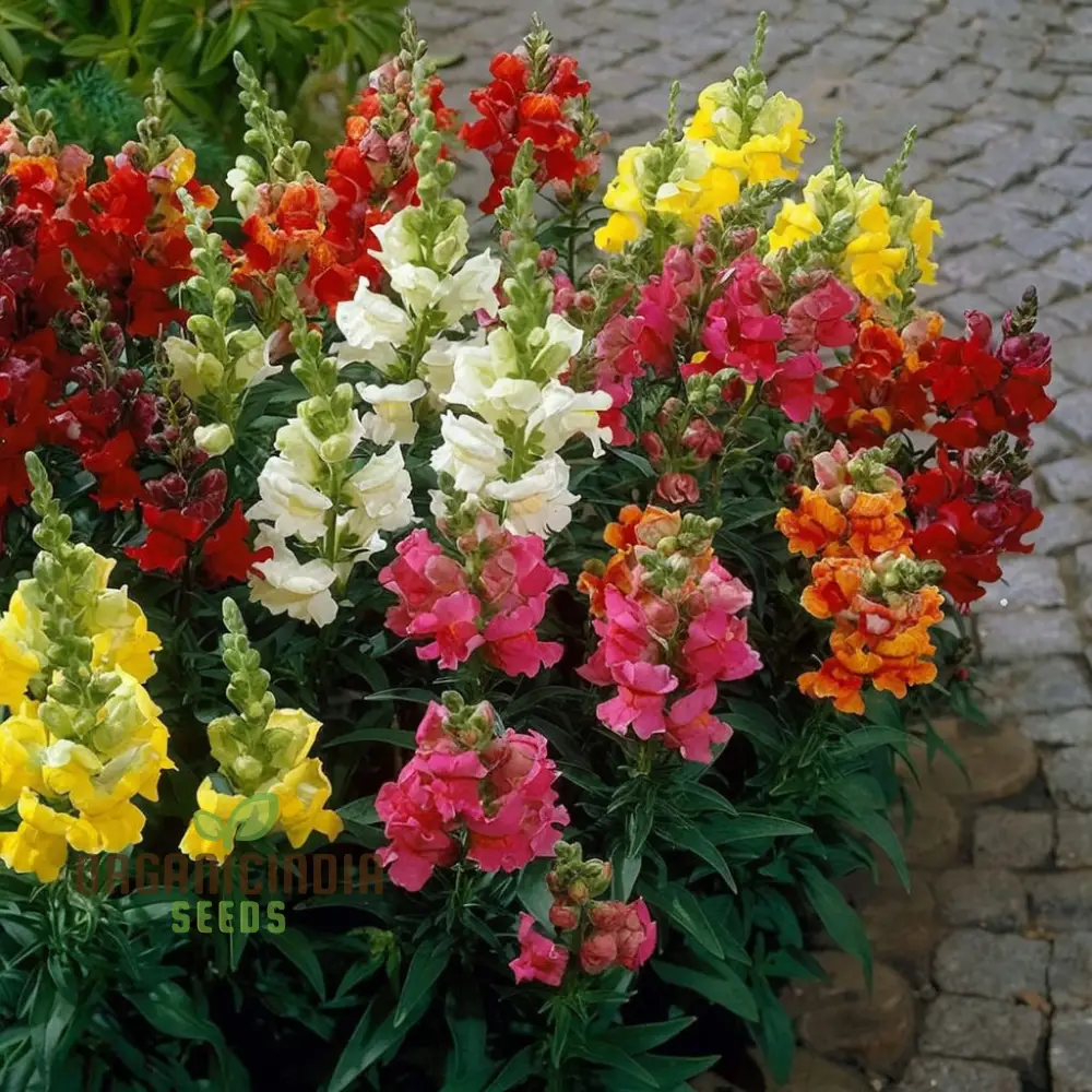 Antirrhinum Madam Butterfly Flower Seeds , Elevate Your Gardening Experience with Vibrant, Butterfly-Like Blooms