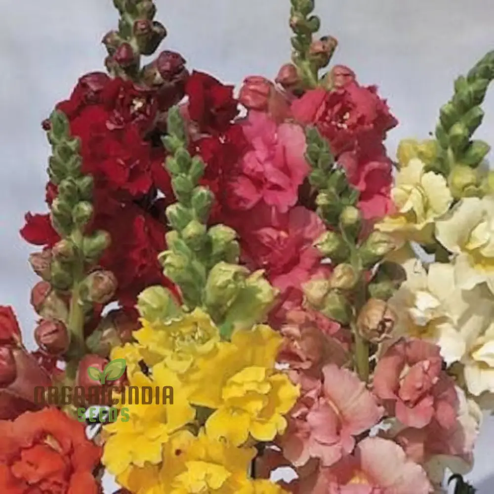 Antirrhinum Madam Butterfly Flower Seeds , Elevate Your Gardening Experience with Vibrant, Butterfly-Like Blooms - Image 3