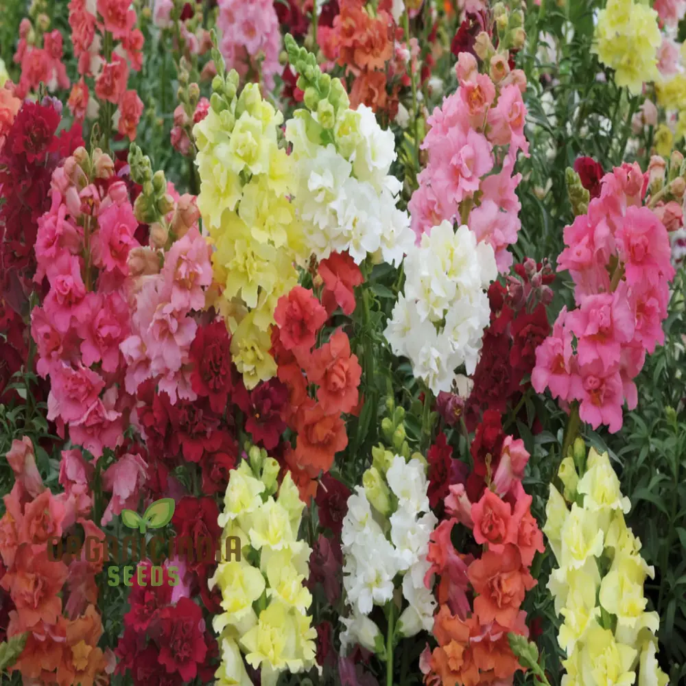 Antirrhinum Madam Butterfly Flower Seeds , Elevate Your Gardening Experience with Vibrant, Butterfly-Like Blooms - Image 4