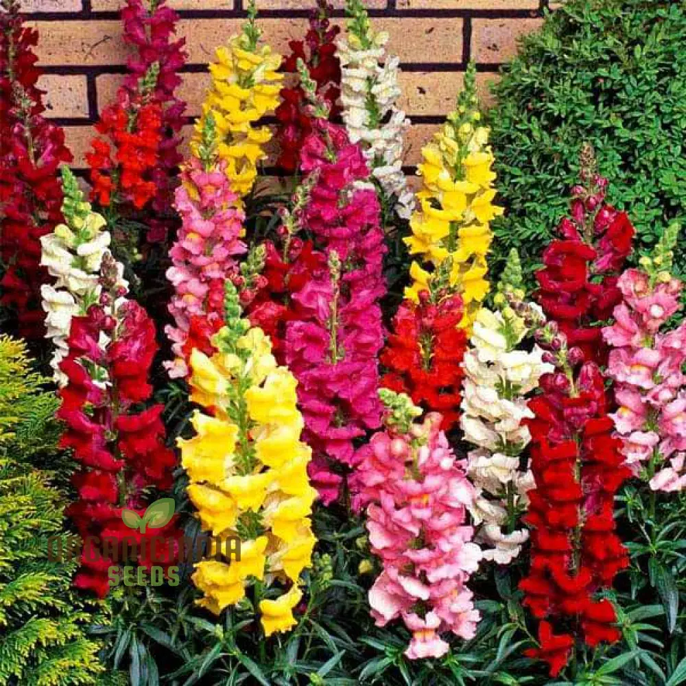 Antirrhinum Majus Admiral Mixed F1 Flower Seeds, Enhance Your Garden with Colorful Blooms and Expert Planting and Gardening Advice