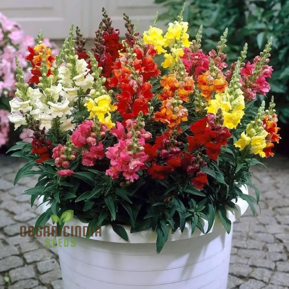 Antirrhinum Majus Admiral Mixed F1 Flower Seeds, Enhance Your Garden with Colorful Blooms and Expert Planting and Gardening Advice - Image 3