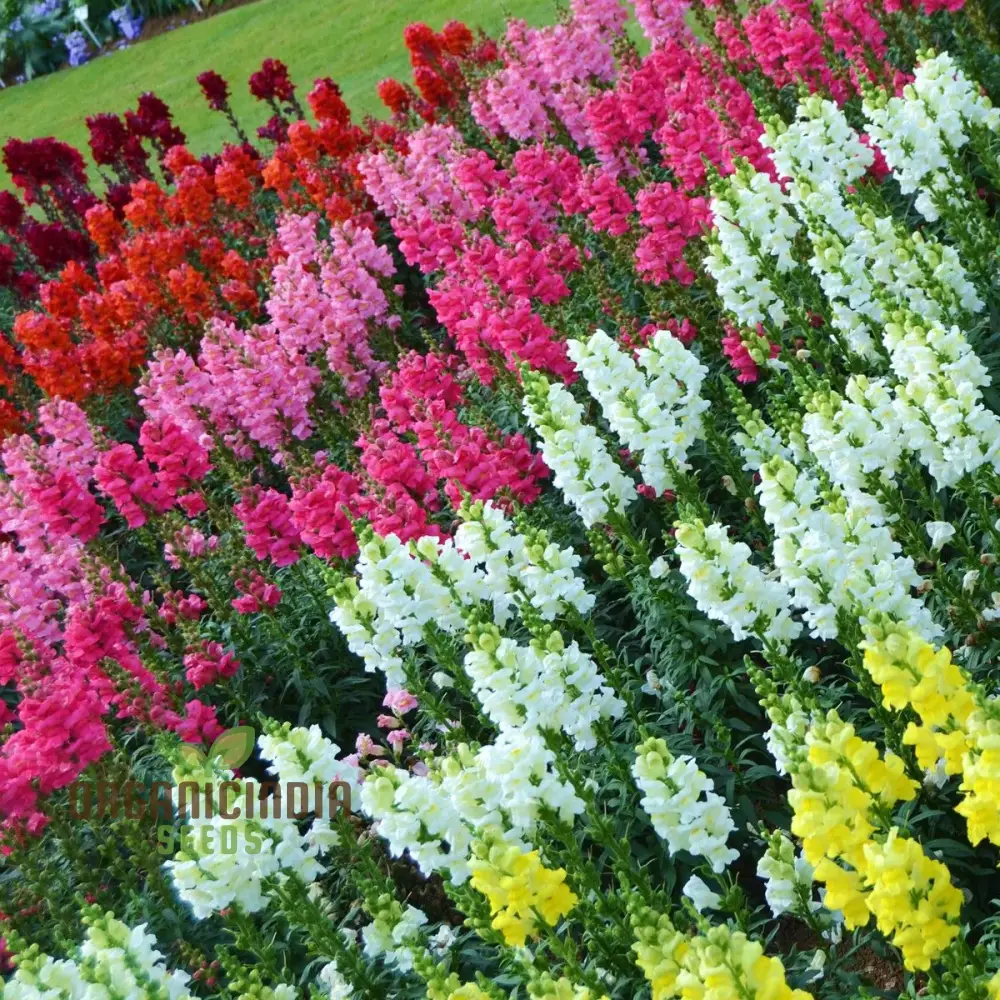 Antirrhinum Majus Admiral Mixed F1 Flower Seeds, Enhance Your Garden with Colorful Blooms and Expert Planting and Gardening Advice - Image 4