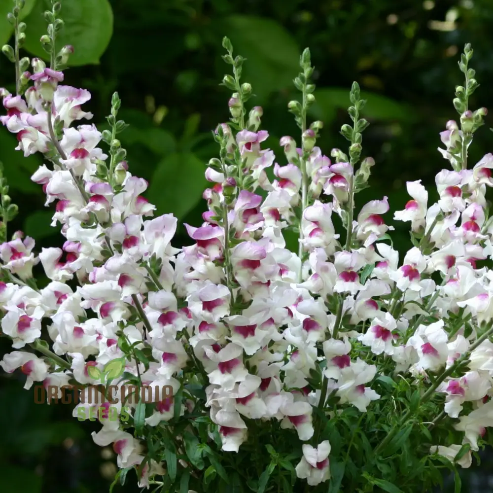 Antirrhinum Majus 'Lucky Lips' - Vibrant Snapdragon for Your Garden Delight