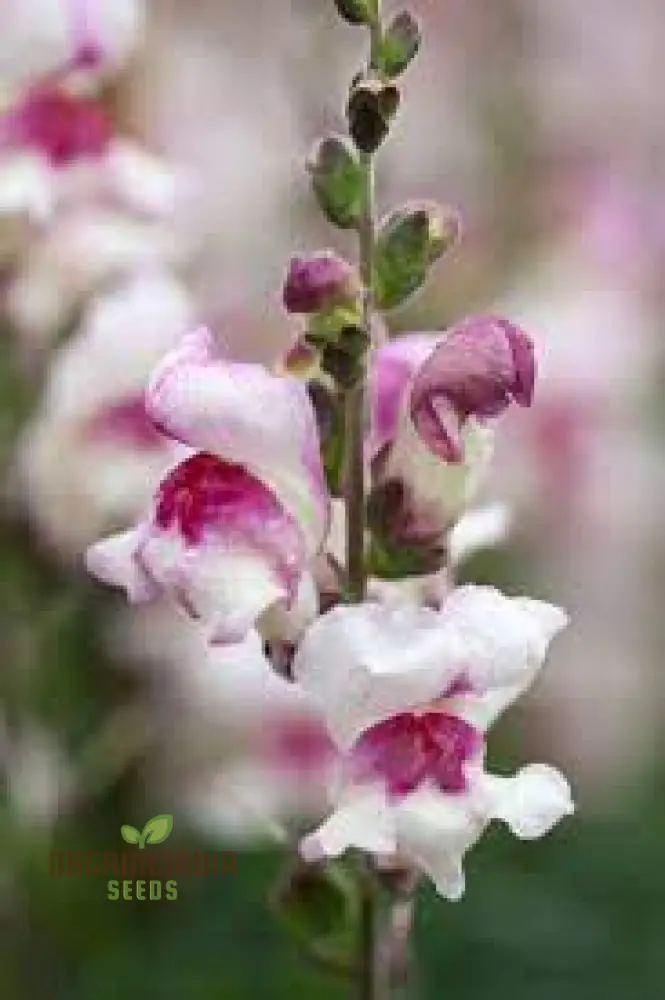 Antirrhinum Majus 'Lucky Lips' - Vibrant Snapdragon for Your Garden Delight - Image 3