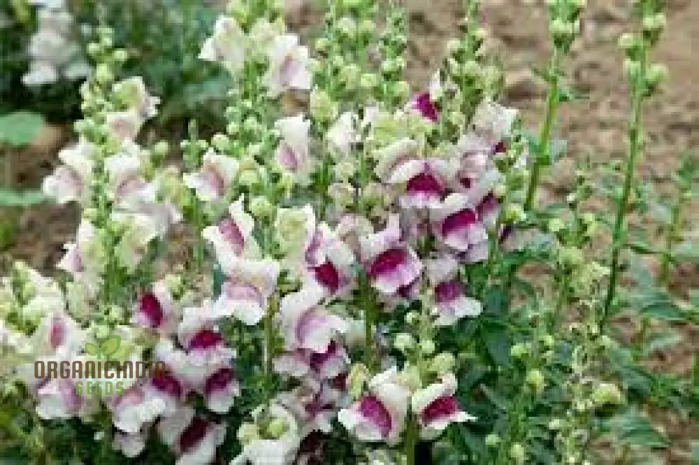 Antirrhinum Majus 'Lucky Lips' - Vibrant Snapdragon for Your Garden Delight - Image 4