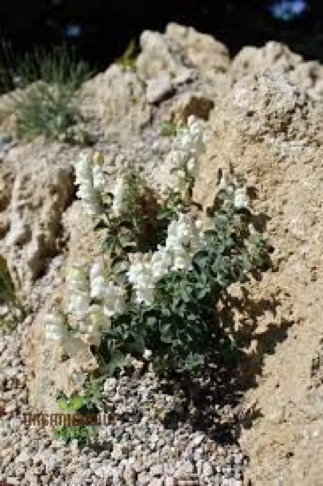 Antirrhinum Molle Seeds for Planting,Beautiful and Hardy Snapdragon Flower Seeds for Your Garden - Image 4
