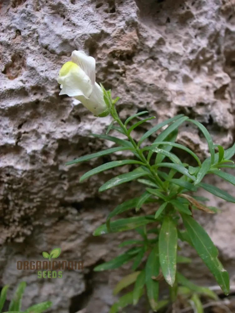 Antirrhinum Siculum Seeds - Rare Snapdragon Seeds for Gardening Enthusiasts and Botanical Lovers