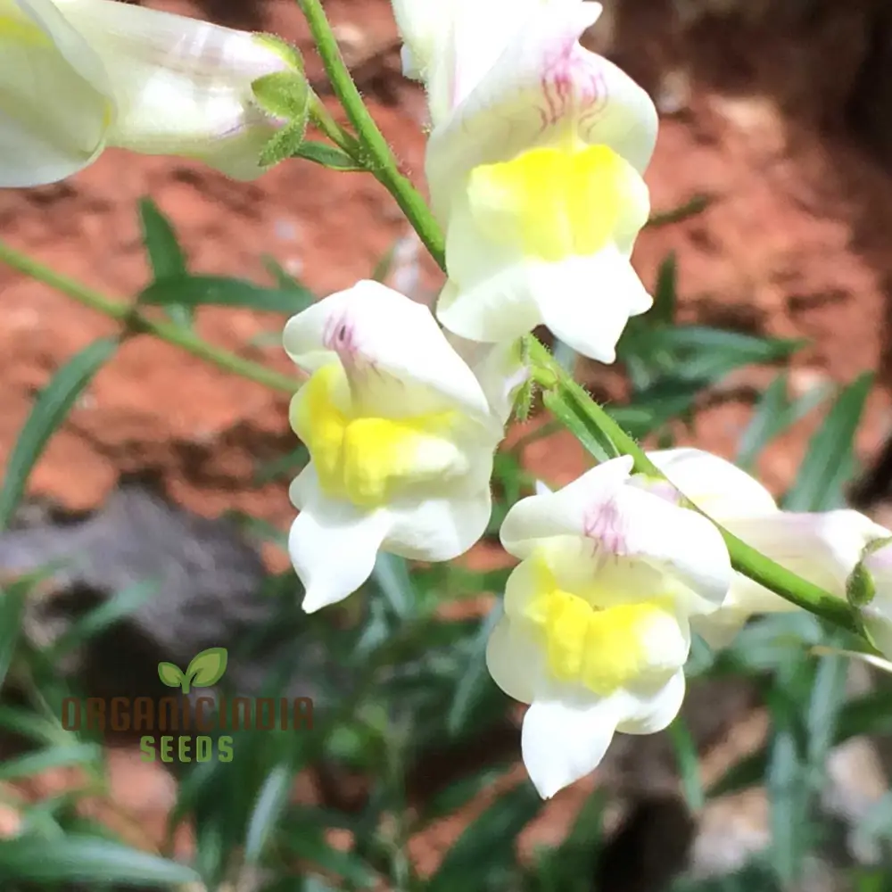 Antirrhinum Siculum Seeds - Rare Snapdragon Seeds for Gardening Enthusiasts and Botanical Lovers - Image 3