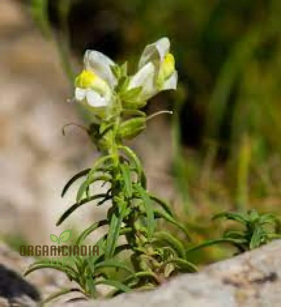Antirrhinum Siculum Seeds - Rare Snapdragon Seeds for Gardening Enthusiasts and Botanical Lovers - Image 4