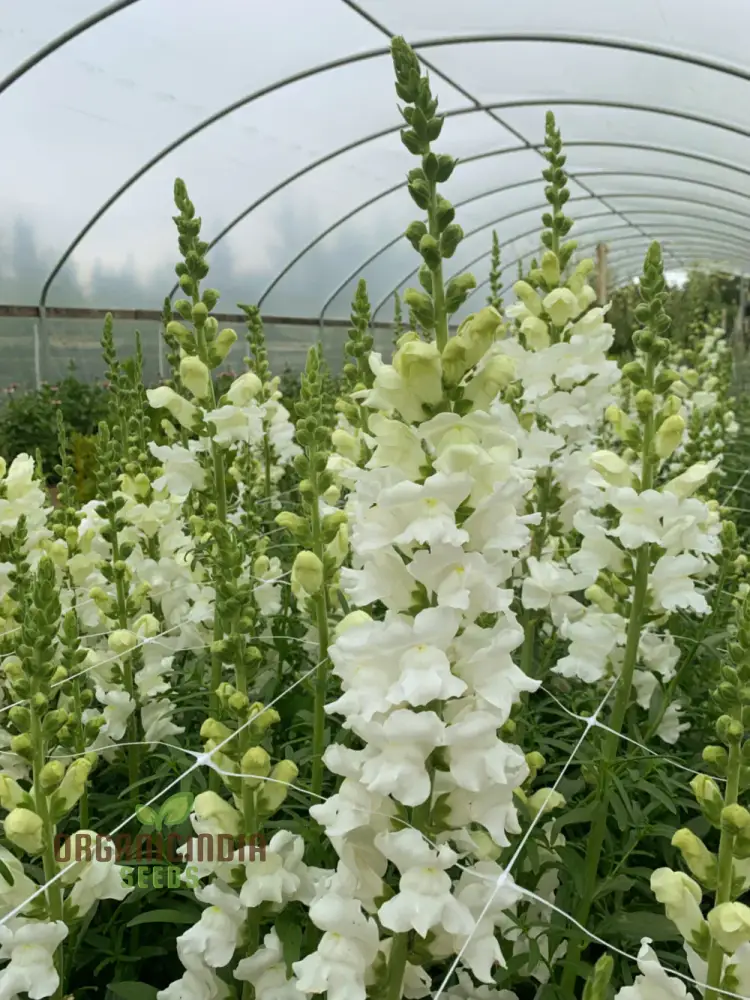 Antirrhinum White Admiral F1laevis Flowering Seeds, A Comprehensive Guide to Flower Selection, Seed Planting, and Gardening Tips - Image 4