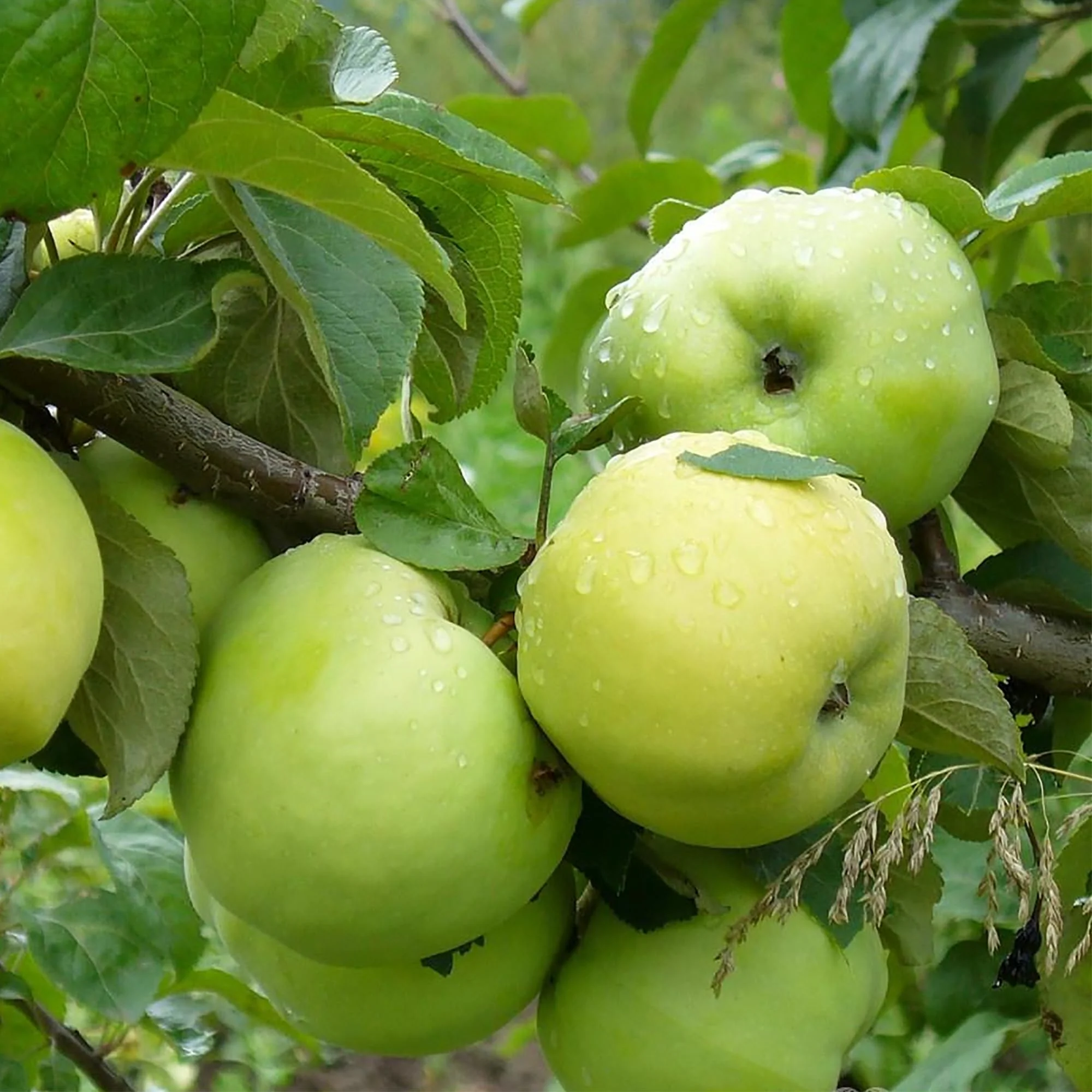 Antonovka Apple (Malus domestica) – Seeds