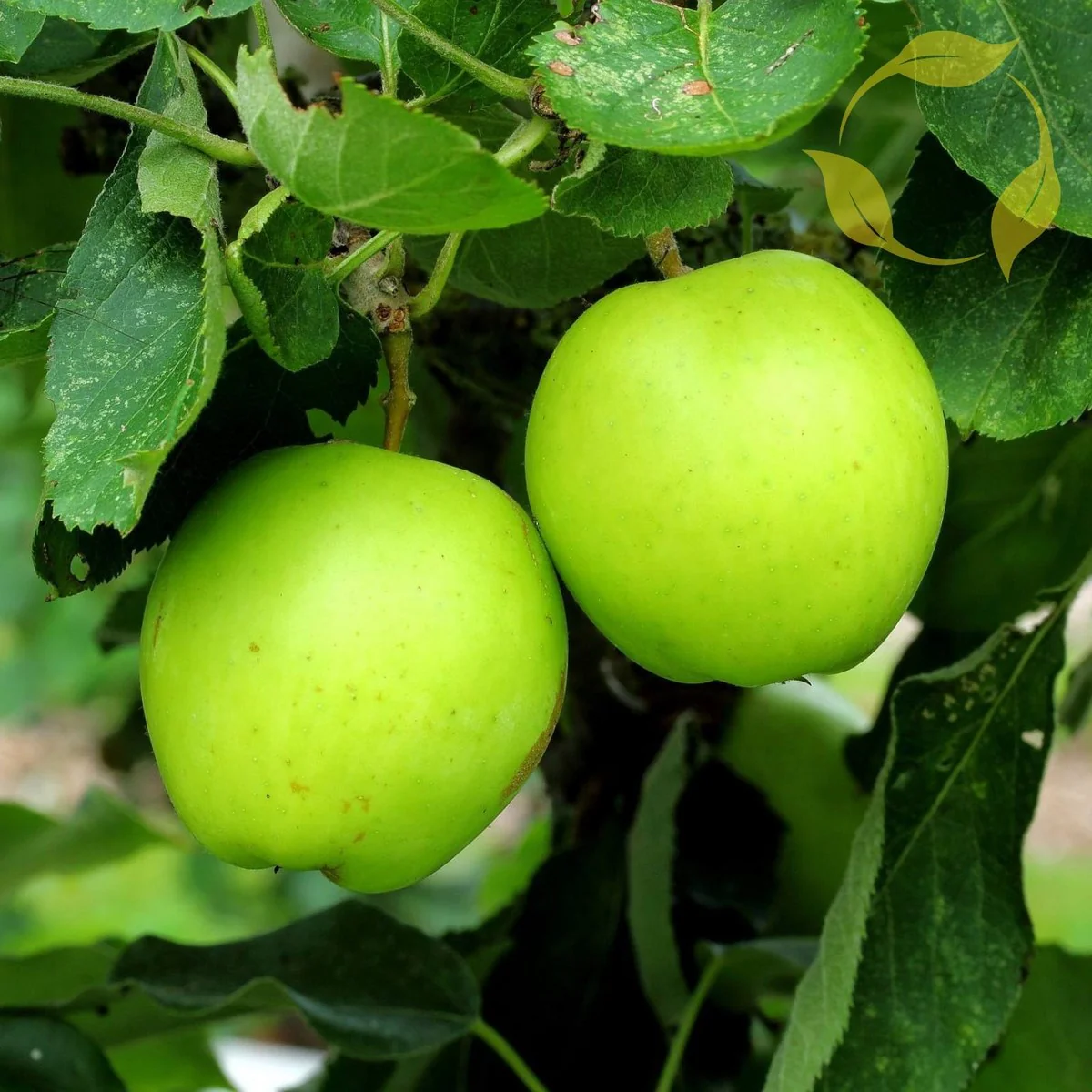 Antonovka Apple (Malus domestica) – Seeds - Image 3