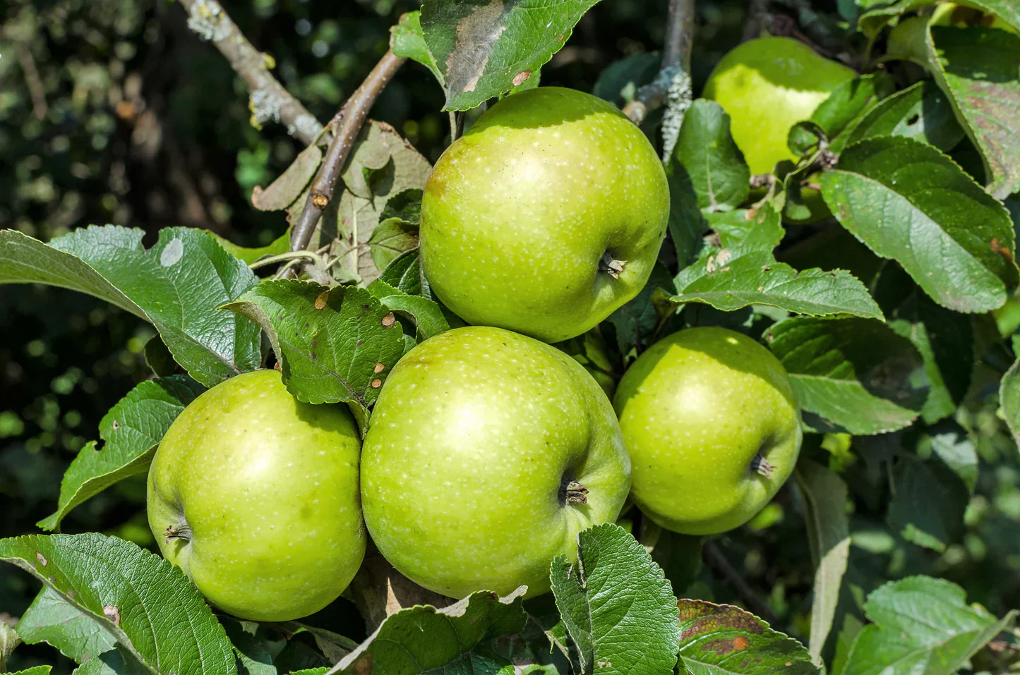 Antonovka Apple (Malus domestica) – Seeds - Image 4