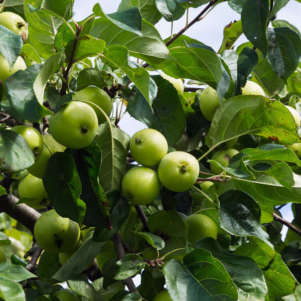 Antonovka Apple (Malus domestica) – Seeds - Image 5