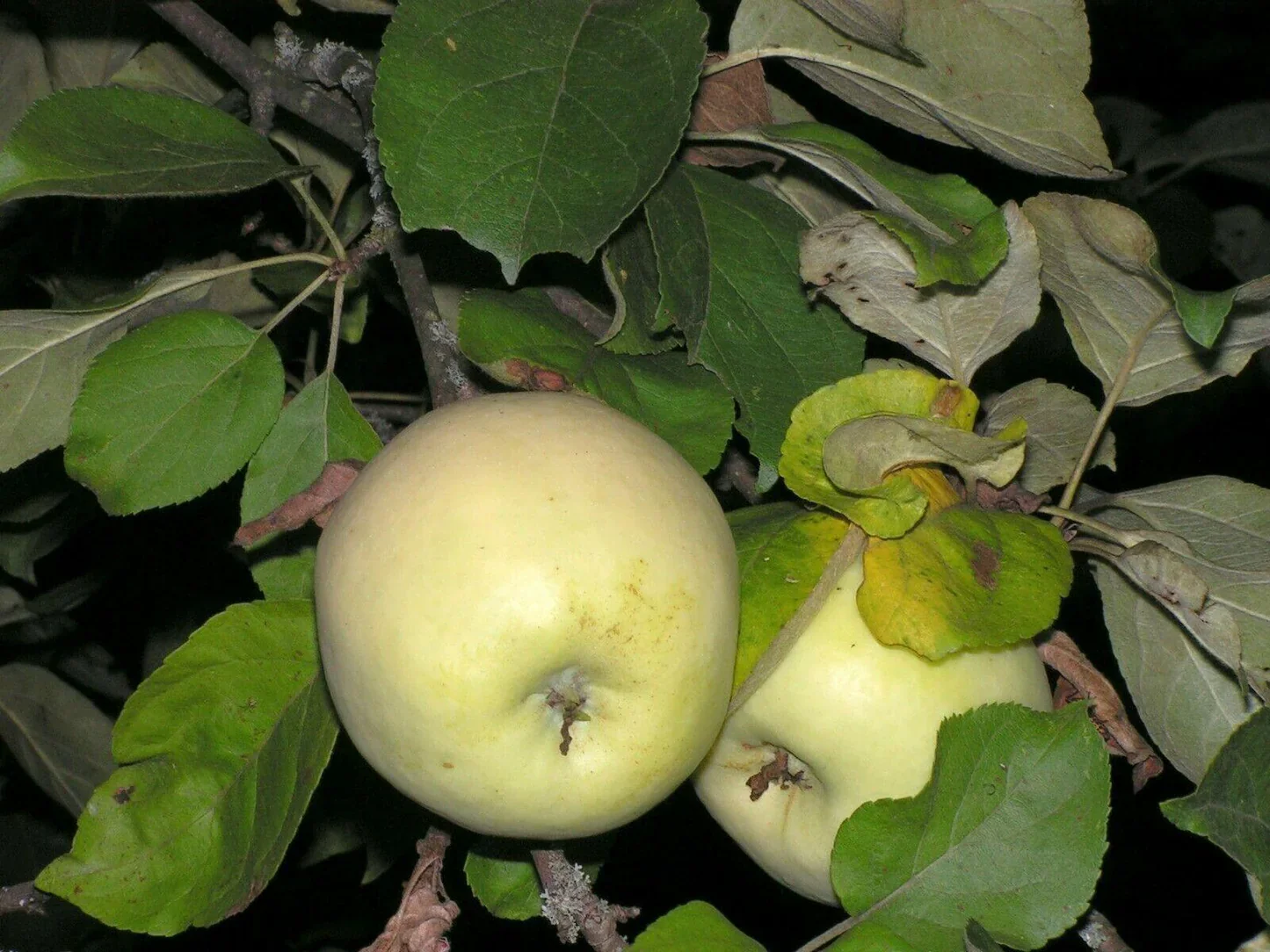 Antonovka Apple Tree Seeds - Image 3