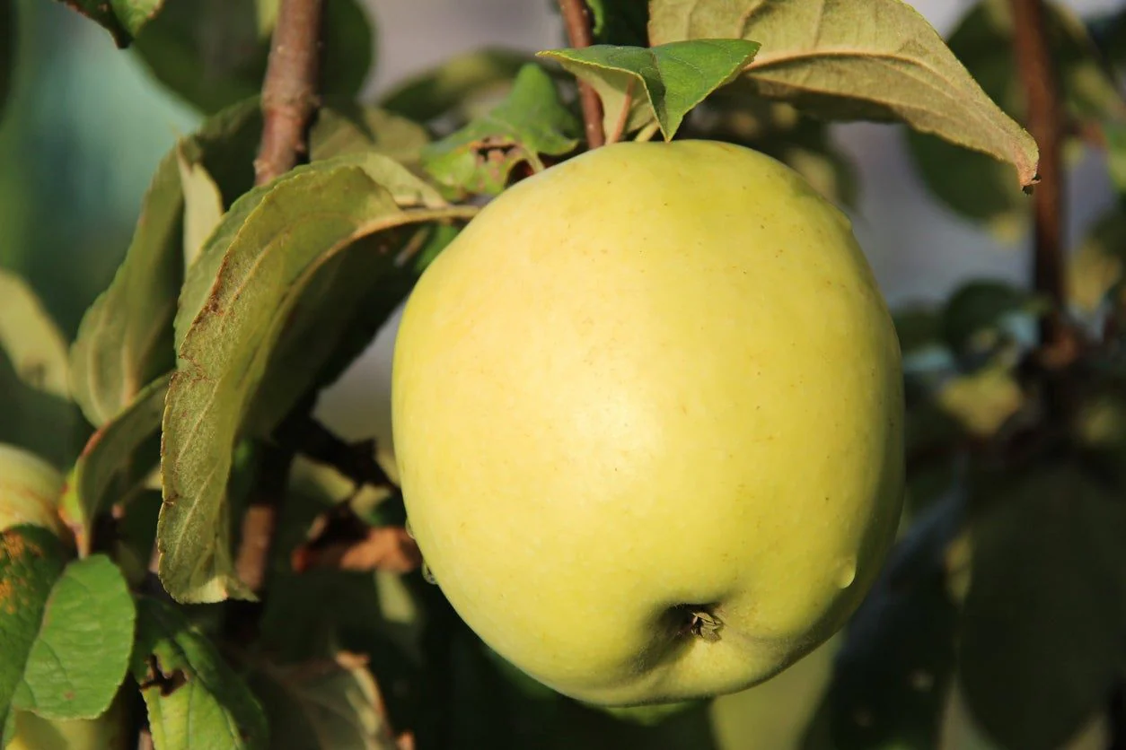 Antonovka Apple Tree Seeds - Image 4