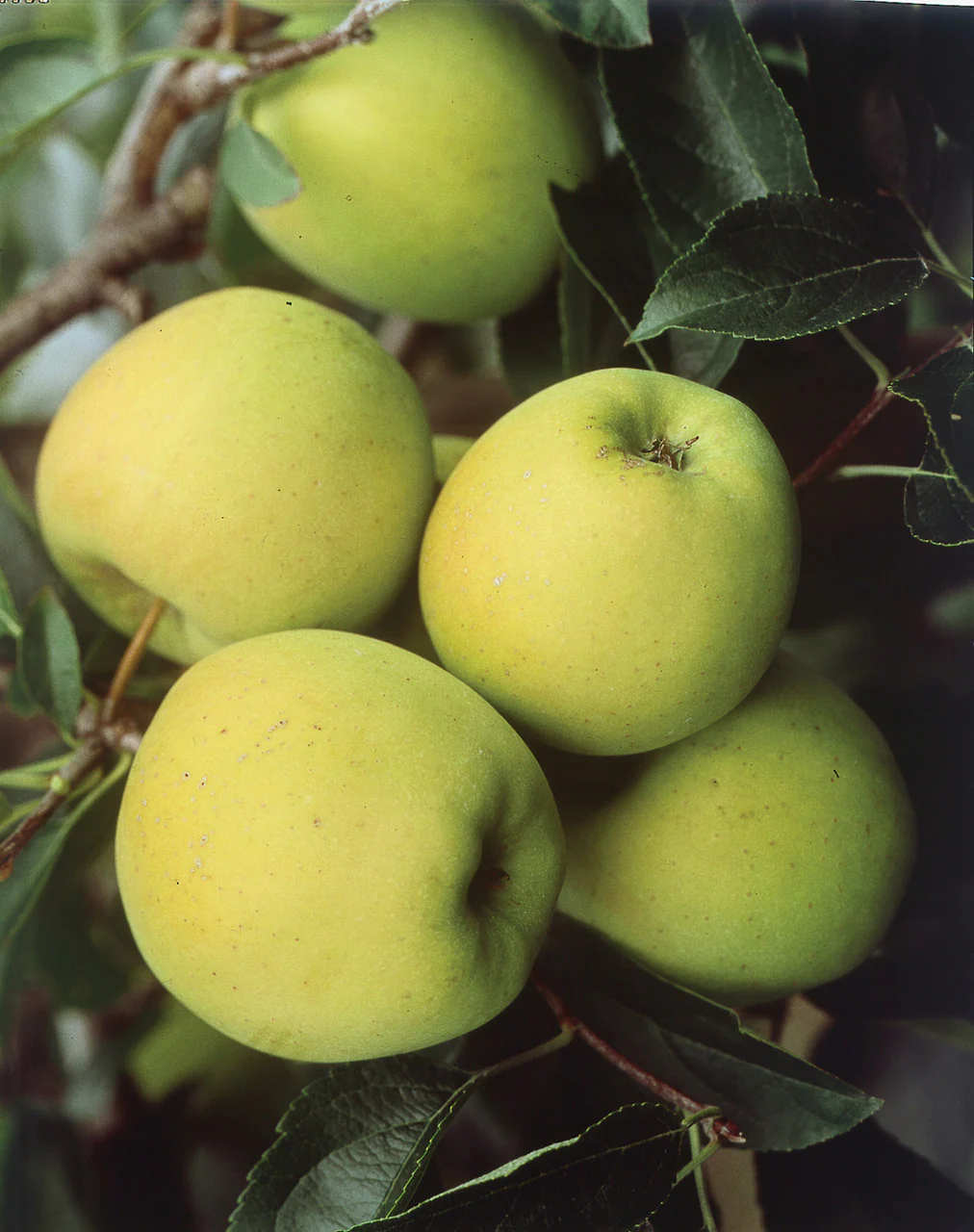 Antonovka Apple Tree Seeds - Image 5