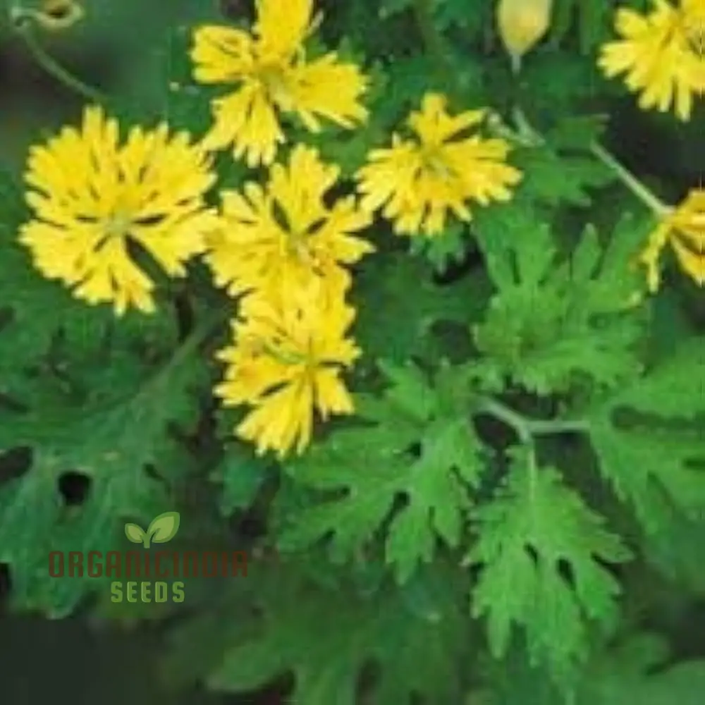 Apollo Chelidonium Majus 'Laciniatum' Flower Seeds for Planting, Premium Variety for Garden - Image 3